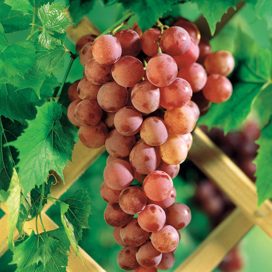 Vigne Chasselas rose - Bakker