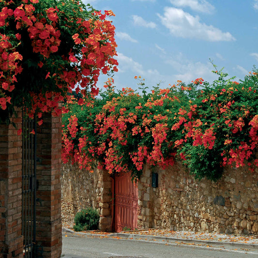 Bignone Madame Galen - Bakker