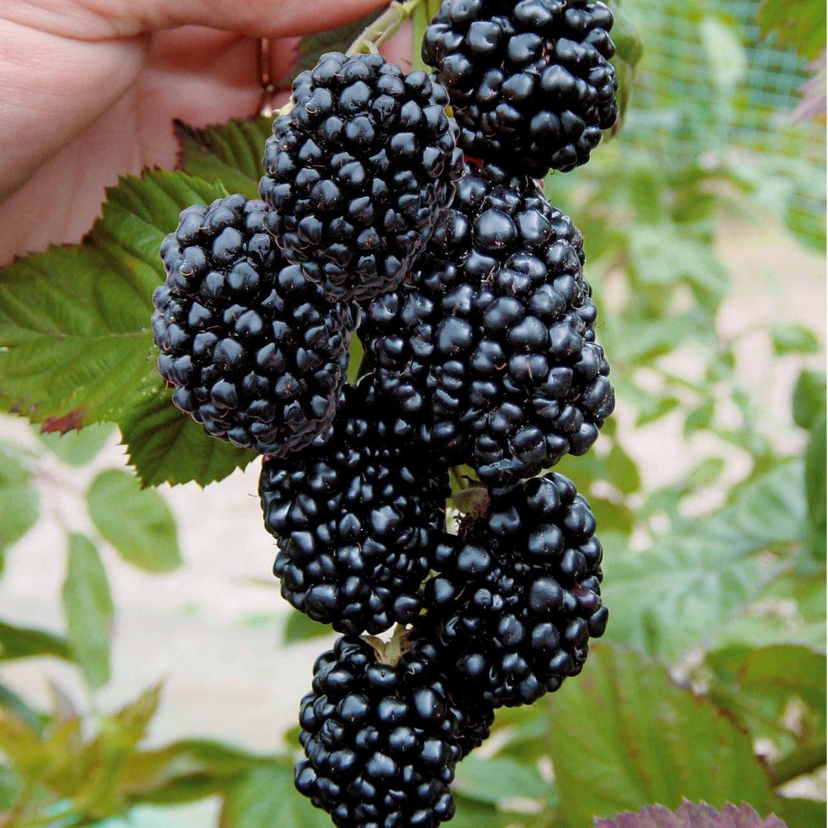 Mûrier aux fruits géants Triple Crown - Bakker