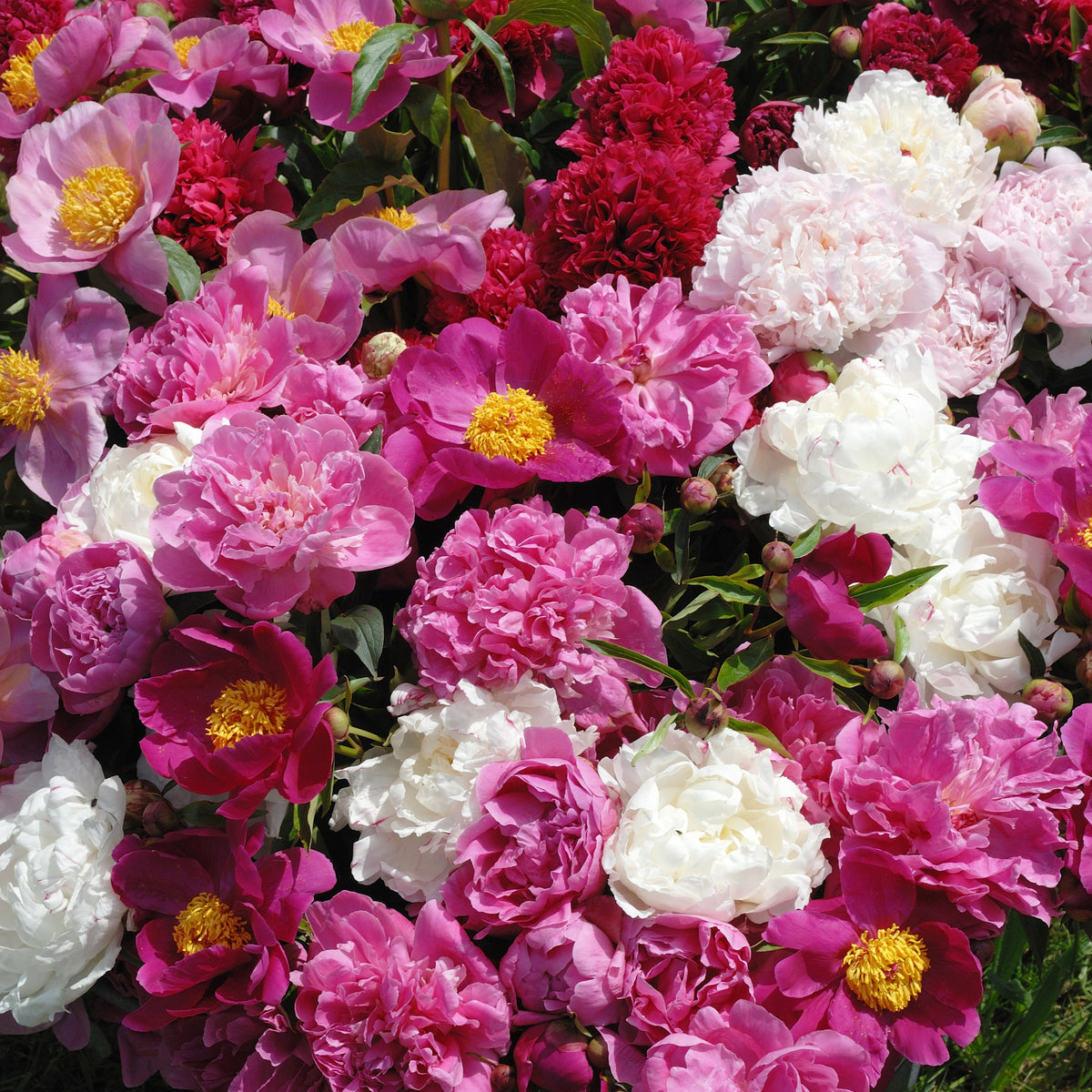 3 Pivoines parfumées rouge, rose, blanche en mélange - Paeonia lactiflora - Bakker