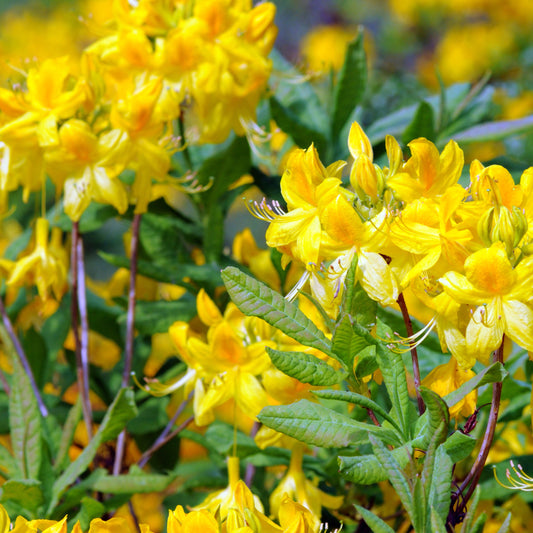Azalée de Chine jaune - Bakker