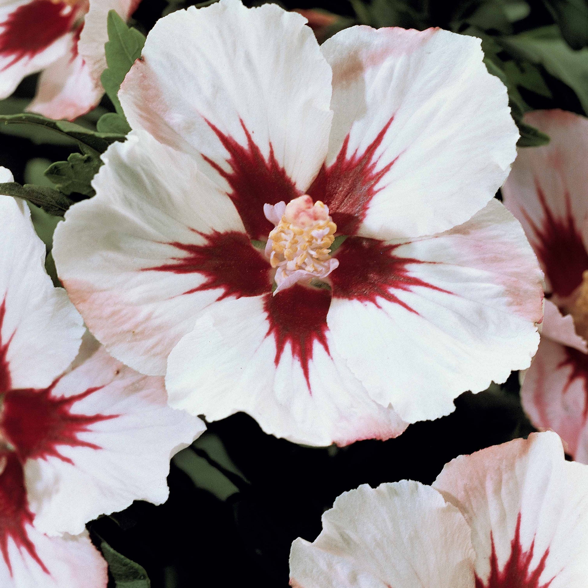 Hibiscus de jardin sur tige blanc/rouge - Bakker.com | France