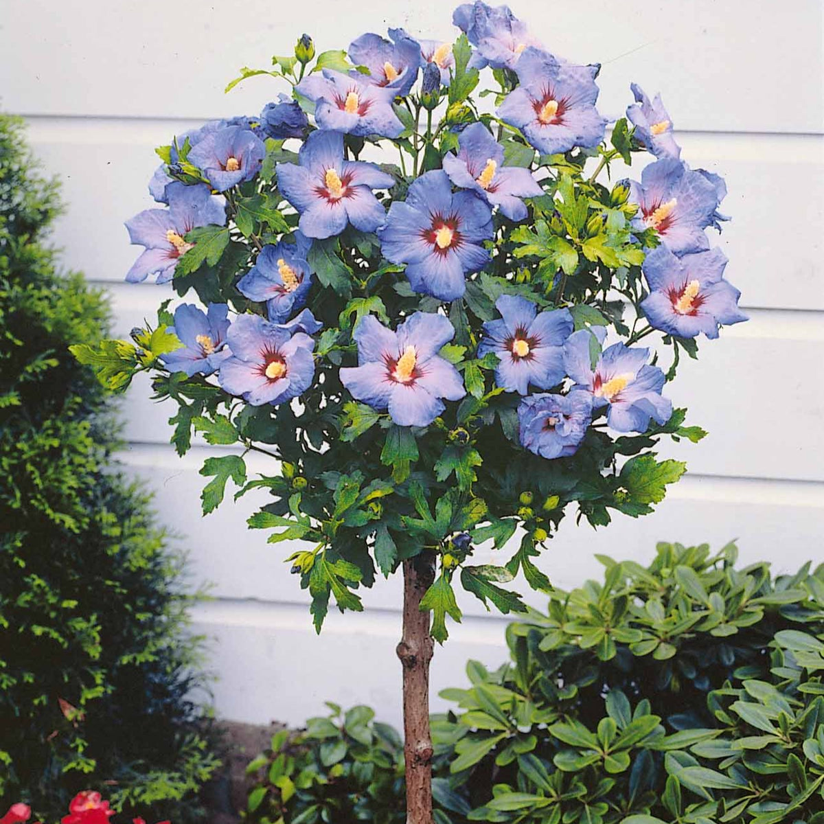 Hibiscus de jardin sur tige bleu - Hibiscus syriacus - Bakker
