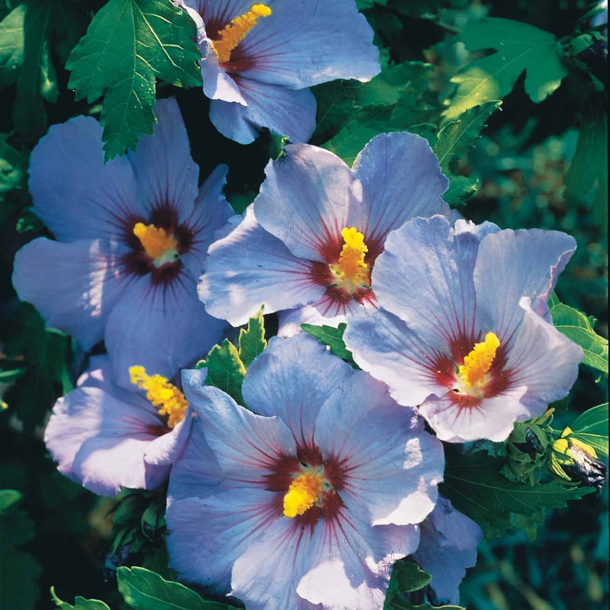 Hibiscus syriacus - Hibiscus de jardin sur tige bleu - Hibiscus