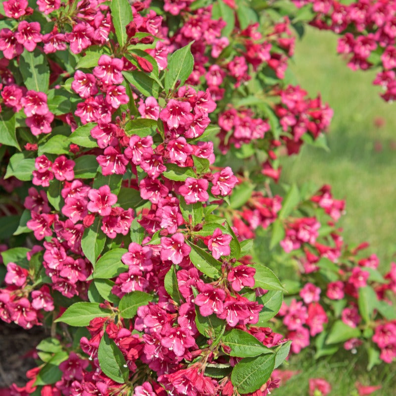 Weigela florida Bristol Ruby - Weigelia Bristol Ruby - Arbustes