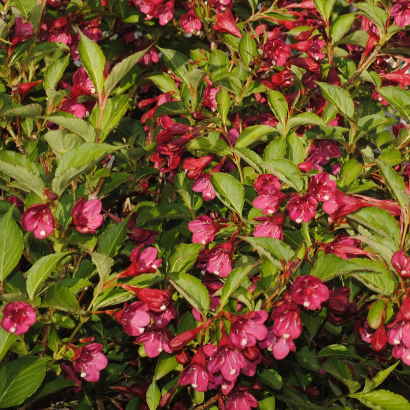 Vente Weigelia Bristol Ruby - Weigela florida Bristol Ruby