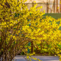 Collection de 2 arbustes : Forsythia et Arbre de Judée