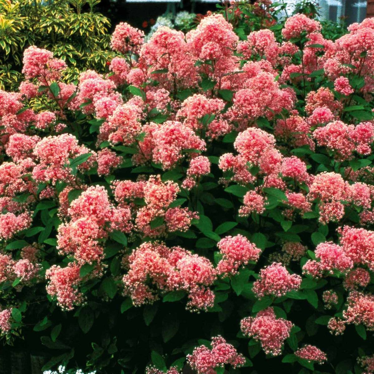 Vente Céanothe Marie Simon - Ceanothus x pallidus marie simon