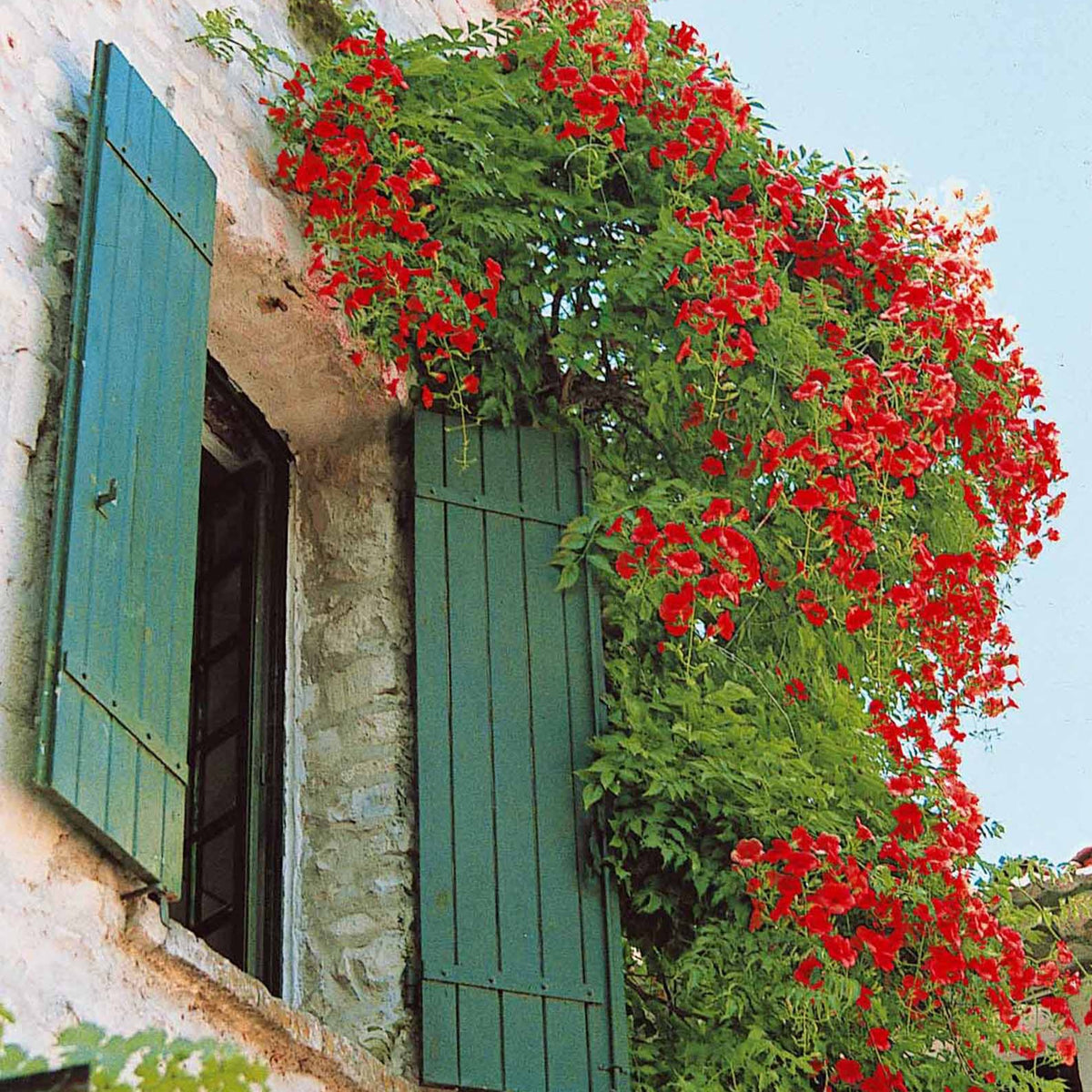 Bignone Stromboli - Campsis radicans stromboli - Bakker