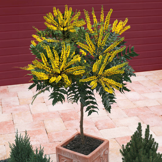 Mahonia Charity sur tige - Bakker.com | France