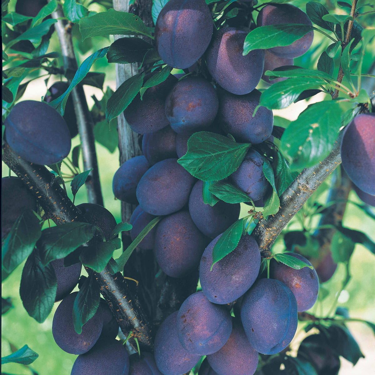 Prunus salicina Black Amber - Mini Prunier Black Amber - Pruniers