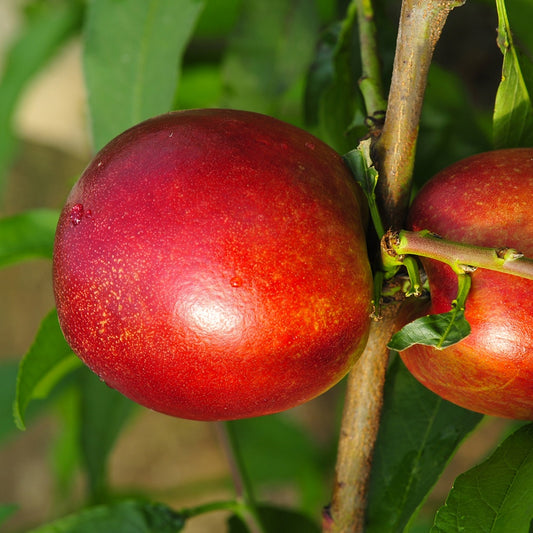 Mini-nectarine Morton - Bakker