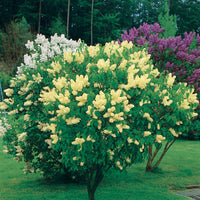 Lilas jaune - Syringa vulgaris primrose - Plantes d'extérieur