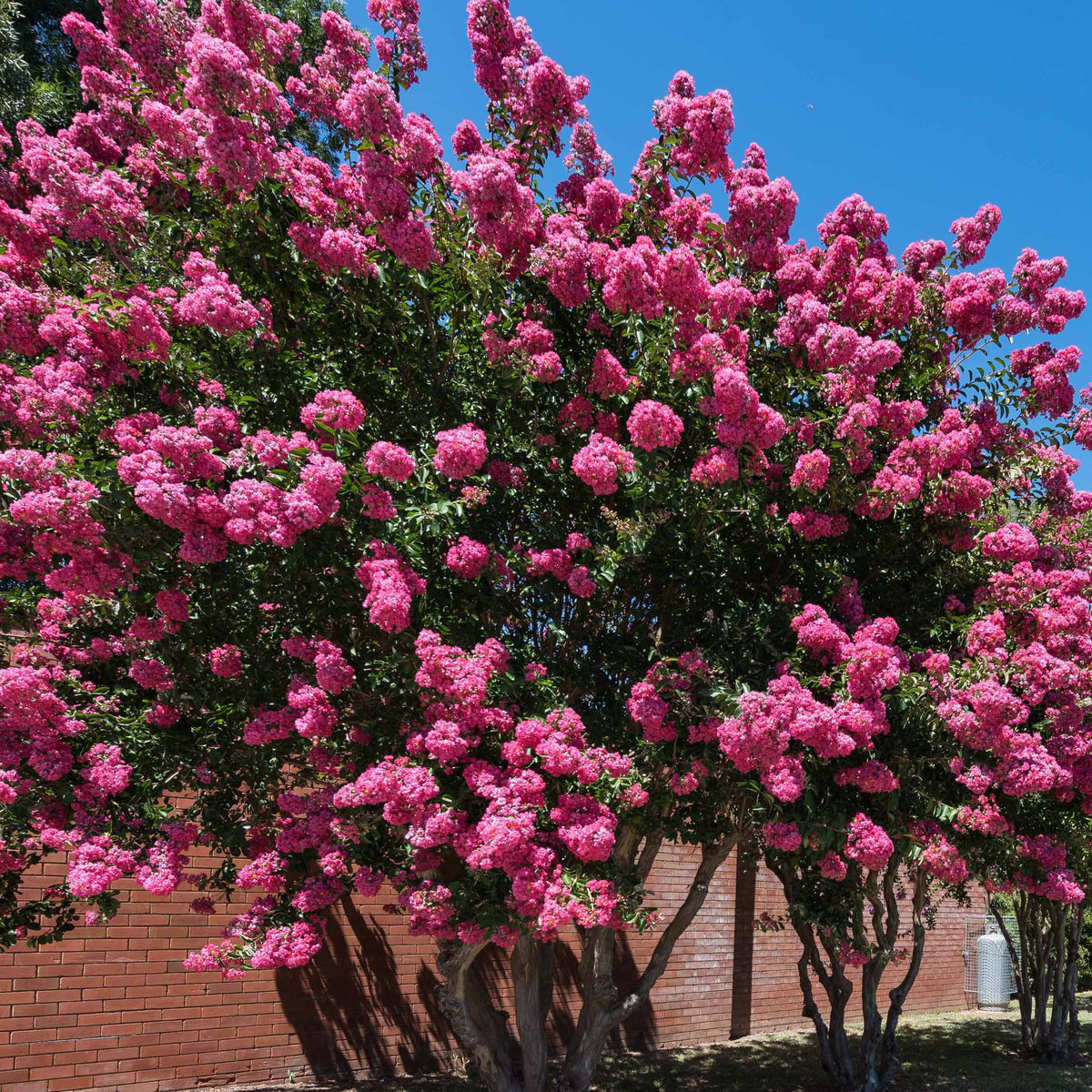 Lilas des Indes rose - Bakker