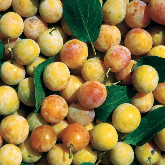 Prunier Mirabelle de Nancy - Bakker