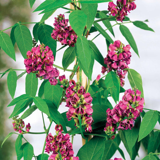 La Glycine tubéreuse - Bakker