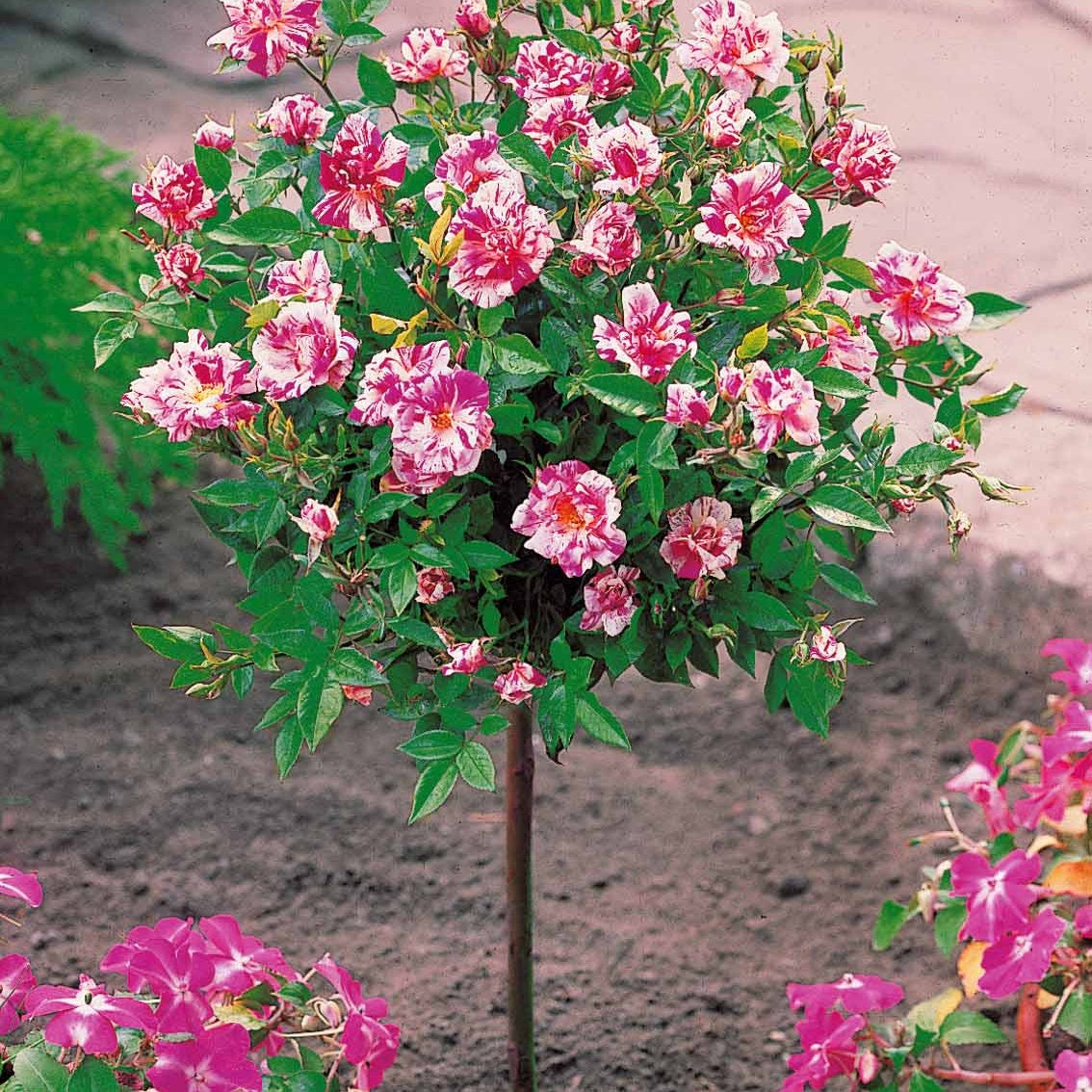 Mini-rosier sur tige Armida - Rosa (m) armida - Bakker