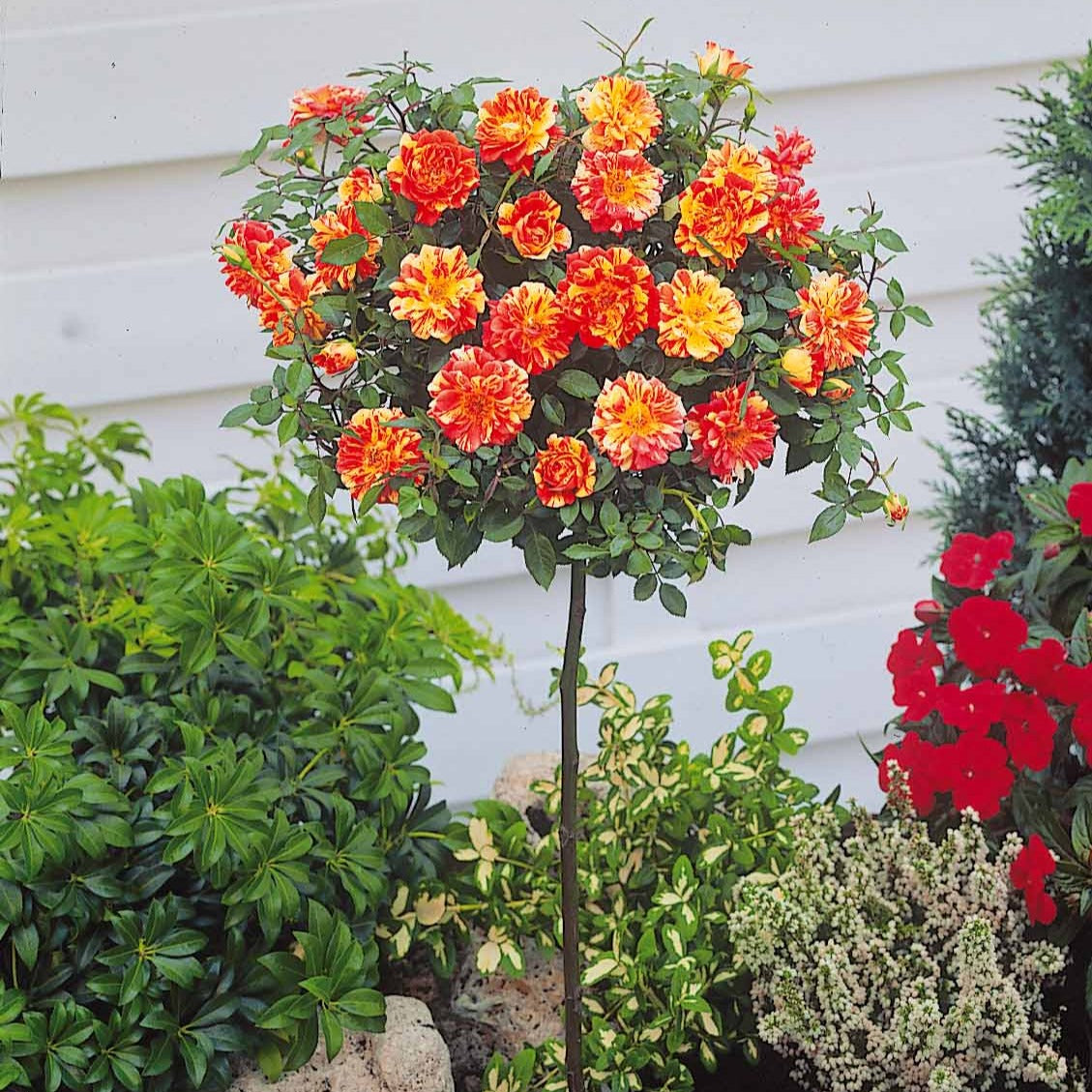 Mini-rosier sur tige Mousha - Rosa (m) mousha - Bakker