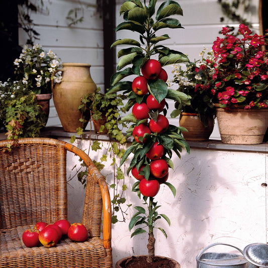 Mini-pommier Braeburn - Bakker.com | France