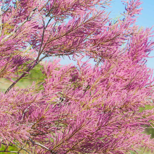 Tamaris d'été EXTRA - Bakker.com | France