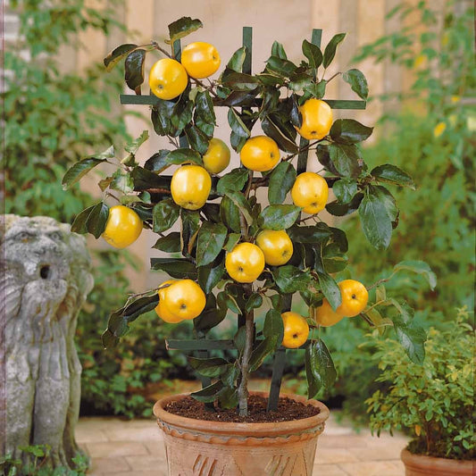 Mini-pommier Golden Delicious - Bakker
