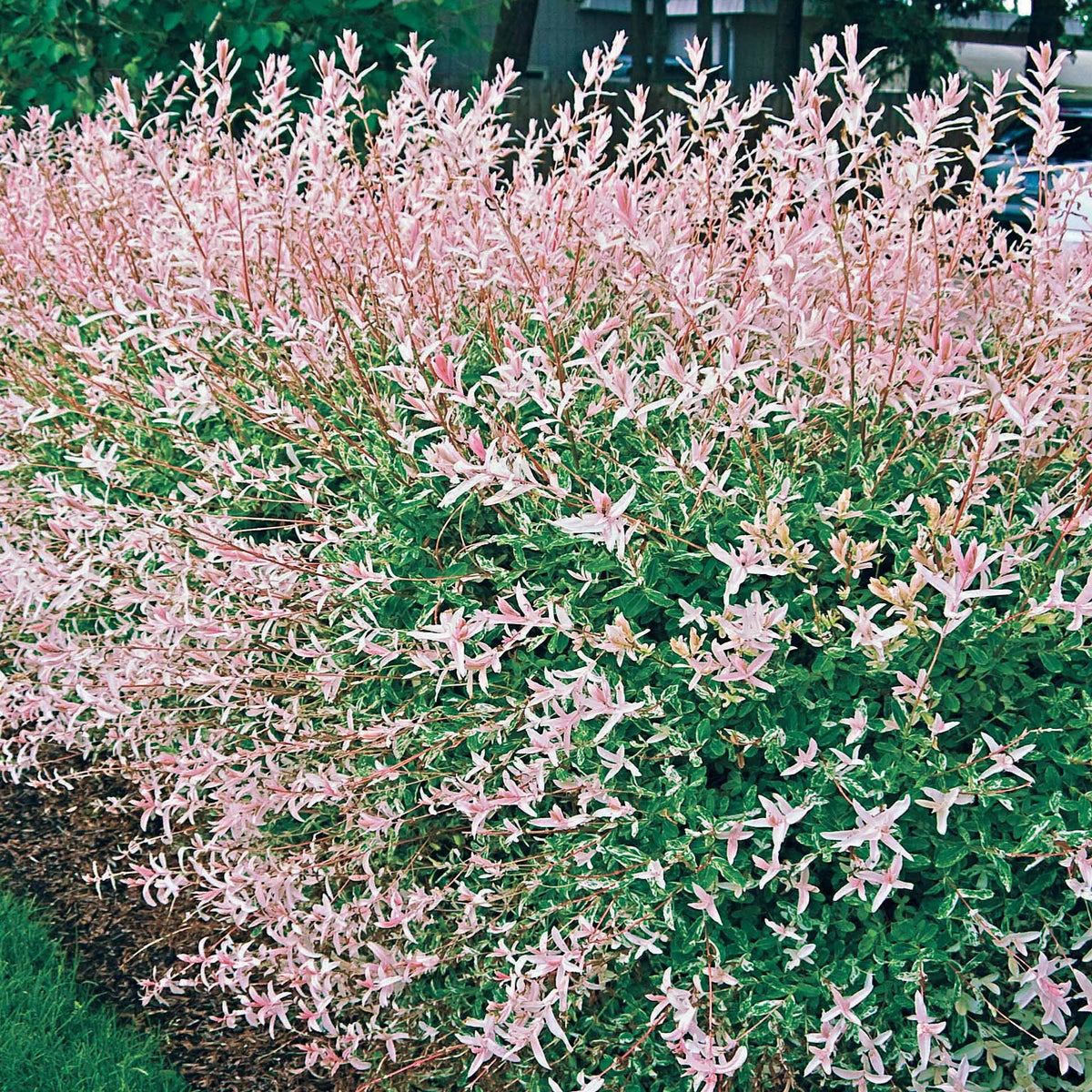 Saule Crevette en buisson - Salix integra hakuro nishiki - Bakker