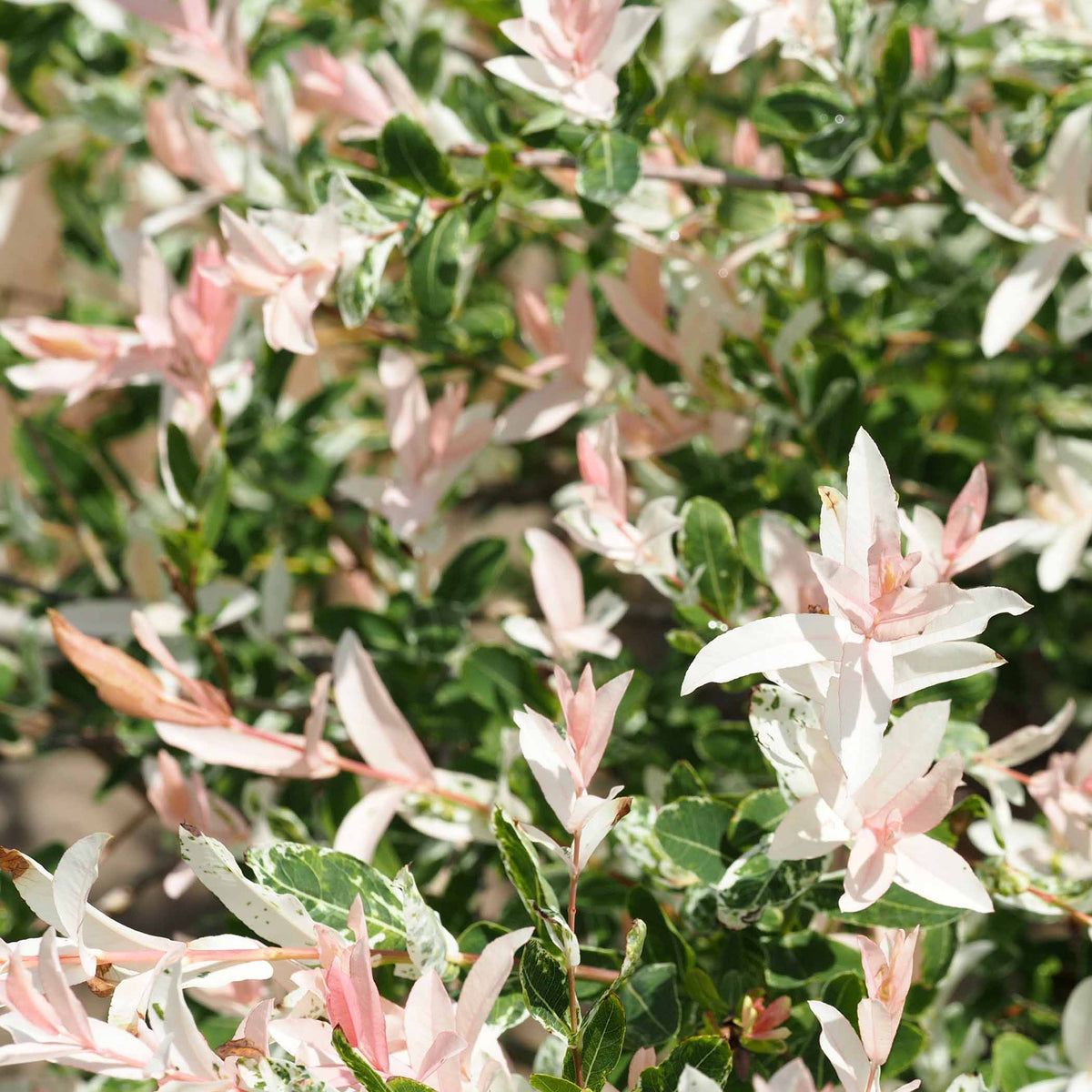 Salix integra Hakuro Nishiki - Saule Crevette sur tige - Saule