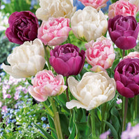 Bakker - Collection de Tulipes à fleurs de pivoine - Tulipa 'angélique', 'black hero', 'carnaval de nic - Bulbes à fleurs
