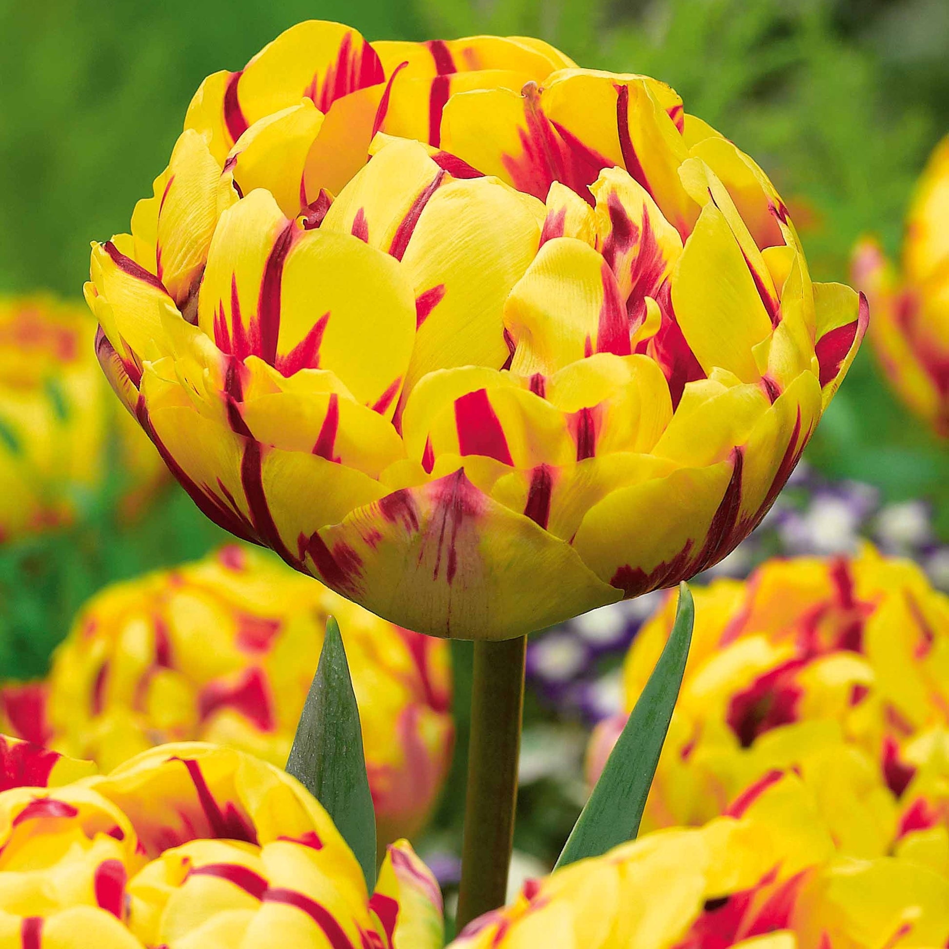 Bakker - Collection de Tulipes à fleurs de pivoine - Tulipa 'angélique', 'black hero', 'carnaval de nic