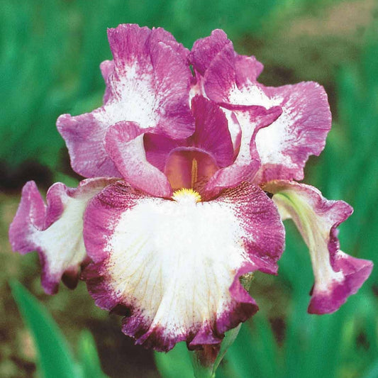 3 Iris de jardin remontant Autumn Encore - Bakker