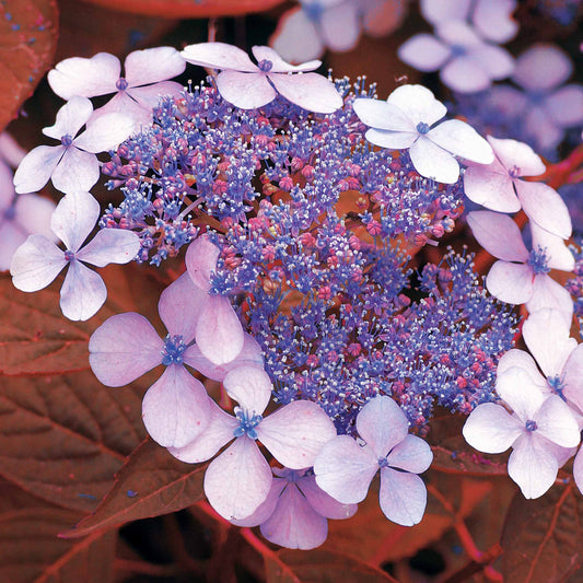 Hortensia été indien - Hydrangea serrata Indian Summer - Bakker