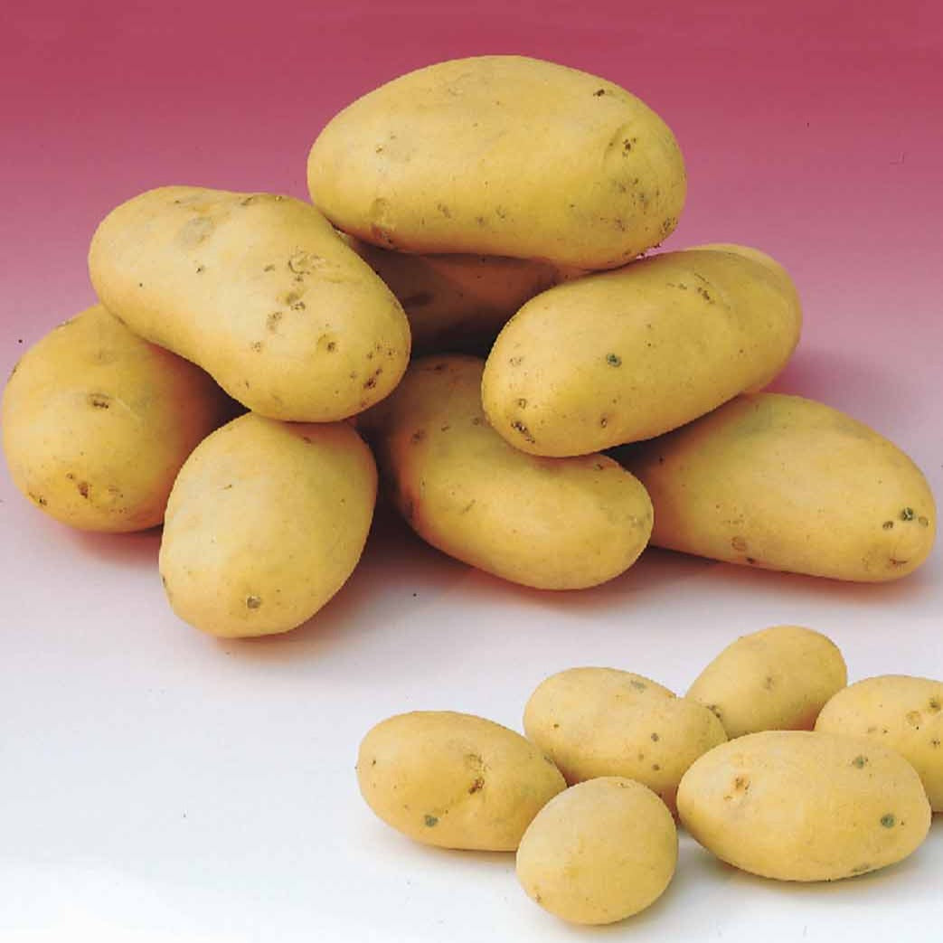 80 Pommes de terre : variétés pour 6 mois de récolte - Solanum tuberosum 'charlotte', 'rose defrance', 'c - Bakker