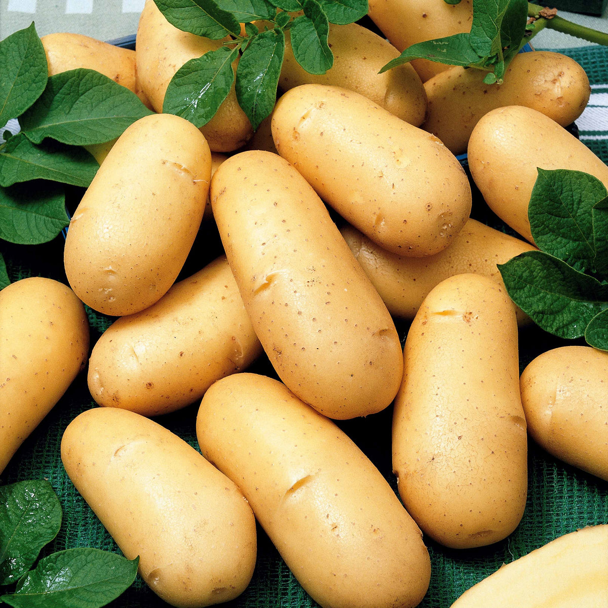 80 Pommes de terre : variétés pour 6 mois de récolte - Bakker