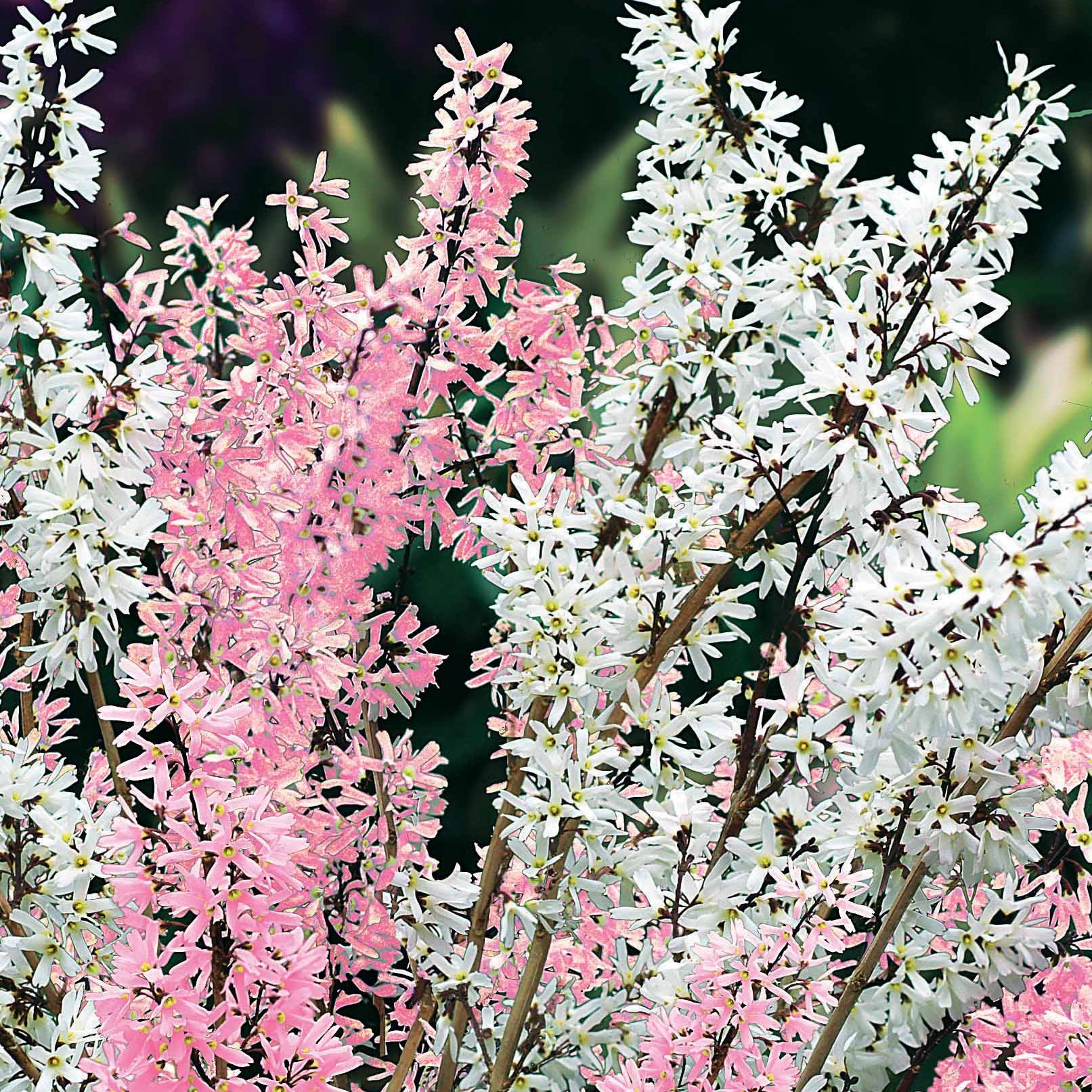 Forsythias blanc + rose - Bakker.com | France