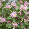 Chèvrefeuille de Tartarie rose - Bakker
