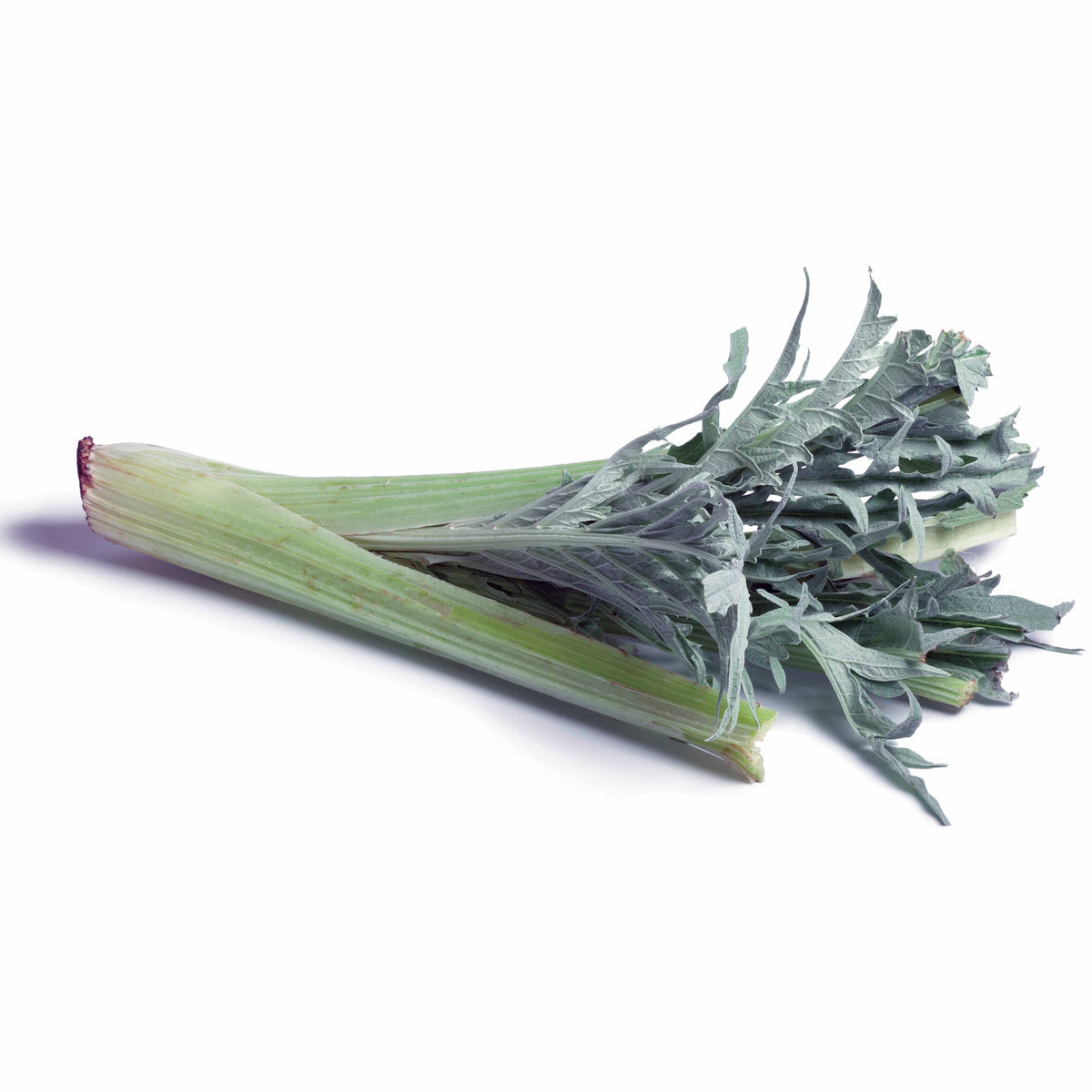 Cynara cardunculus vert vaulx velin - Cardon Vert Vaulx Velin - Graines pour potager