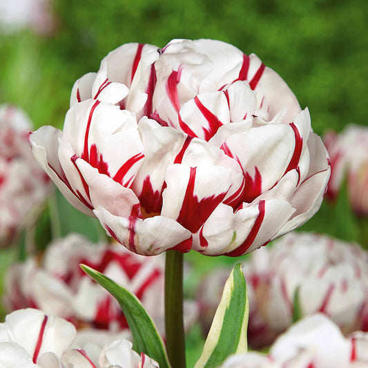 Bakker - 10 Tulipes à fleurs de pivoine Carnaval de Nice - Tulipa carnaval de nice - Bulbes de printemps