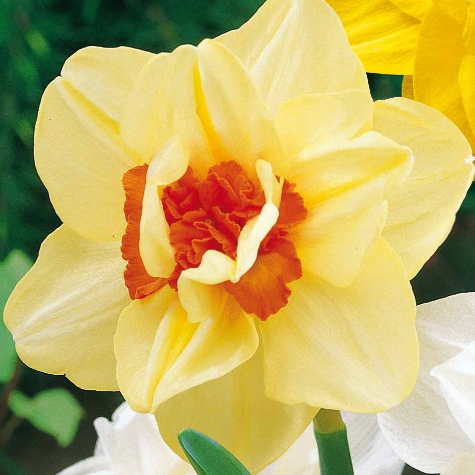 Bakker - 10 Narcisses à fleurs doubles Flower parade - Narcissus flower parade - Bulbes à fleurs