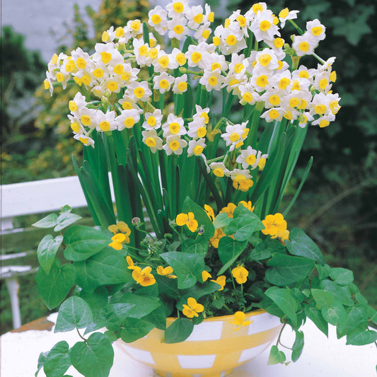 Mini-narcisse Minnow - Narcissus tazetta minnow - Bulbes à fleurs