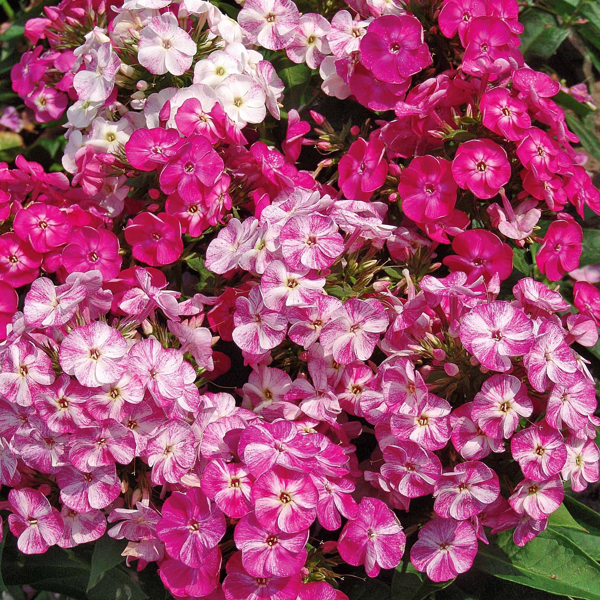 Bakker - 3 Phlox Pot pourri - Phlox paniculata pot pourri - Plantes d'extérieur