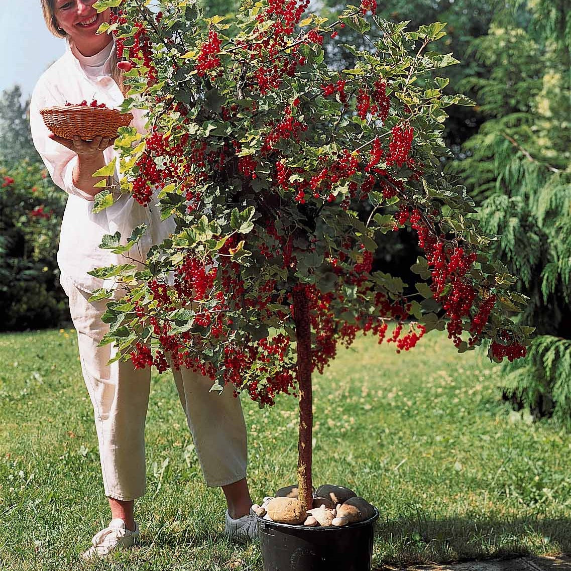 Vente Groseillier rouge sur tige - Groseilliers