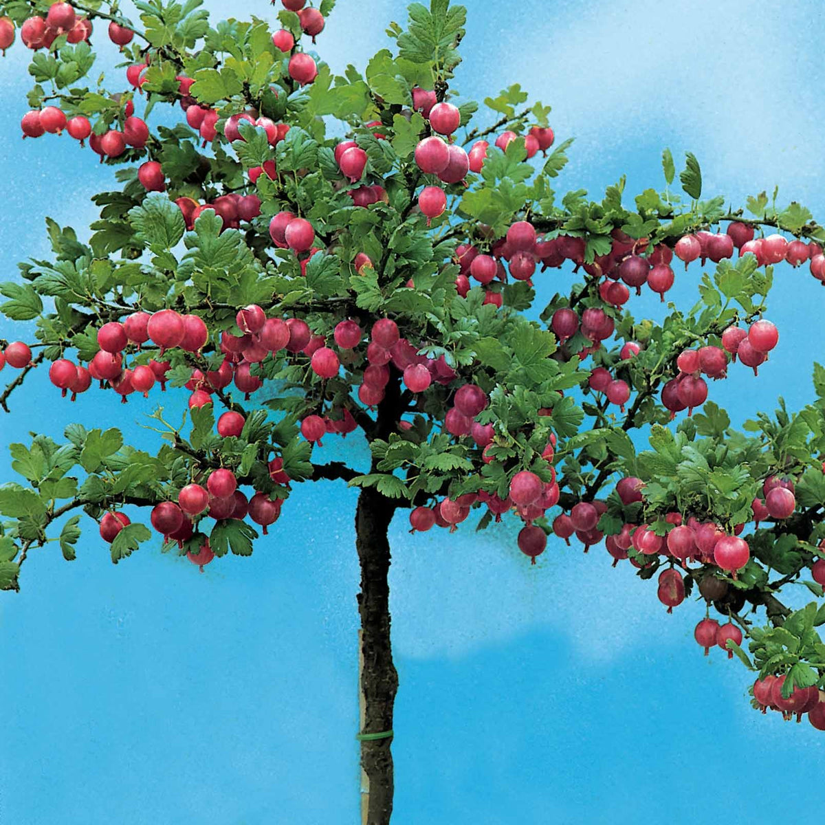 Ribes uva-crispa Hinnonmäki Röd - Groseillier à maquereau rouge sur tige - Groseilliers