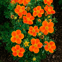 Haie de 3 Potentilles : orange, jaune, blanche