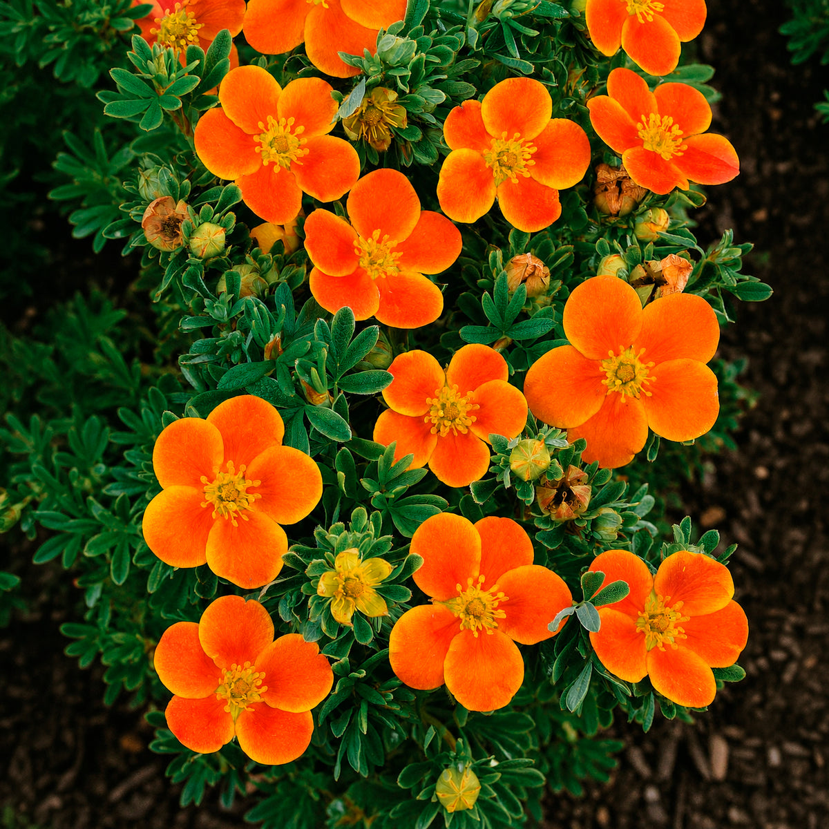 Haie de 3 Potentilles : orange, jaune, blanche