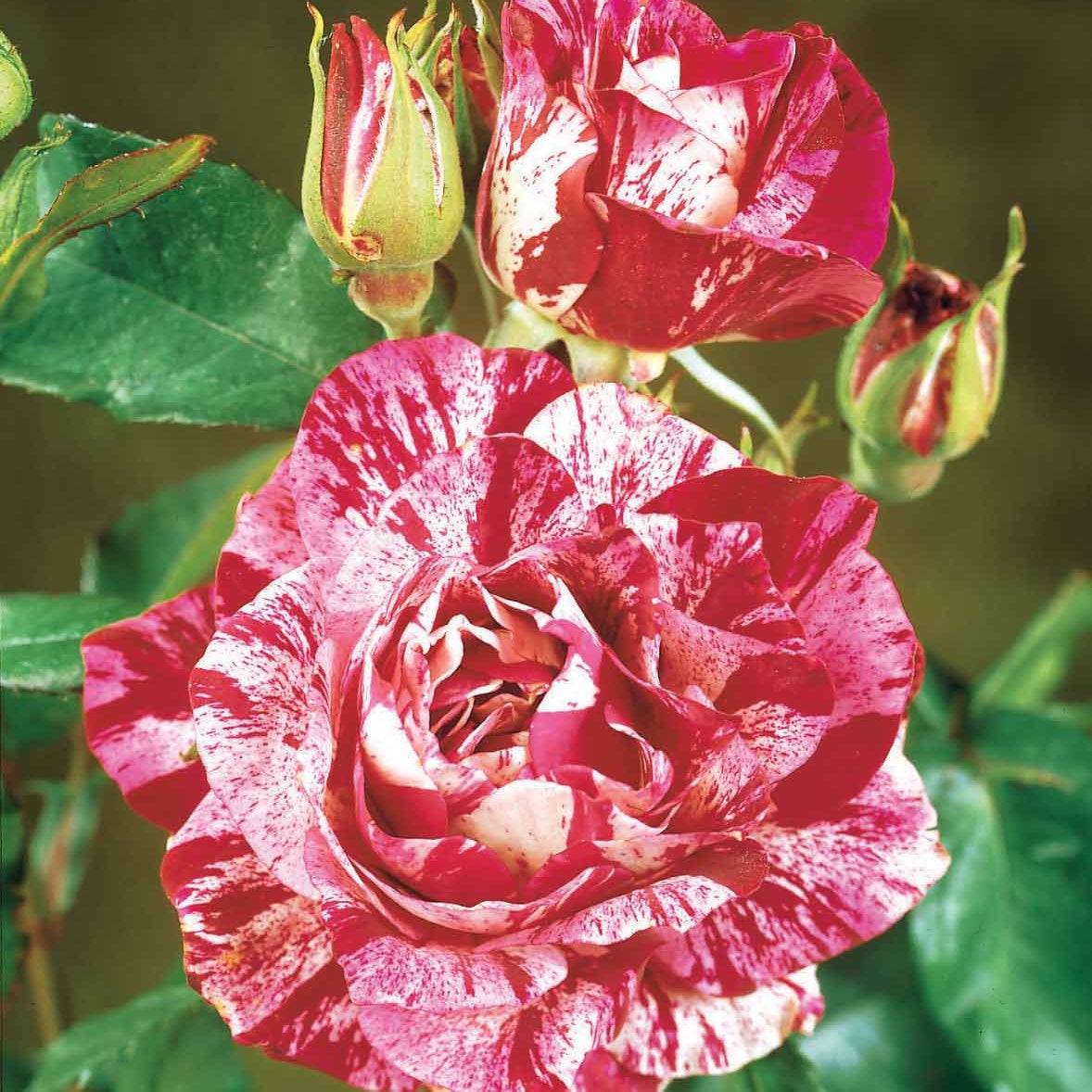 Rosier buisson Candy stripe - Rosa Candy Stripe - Bakker