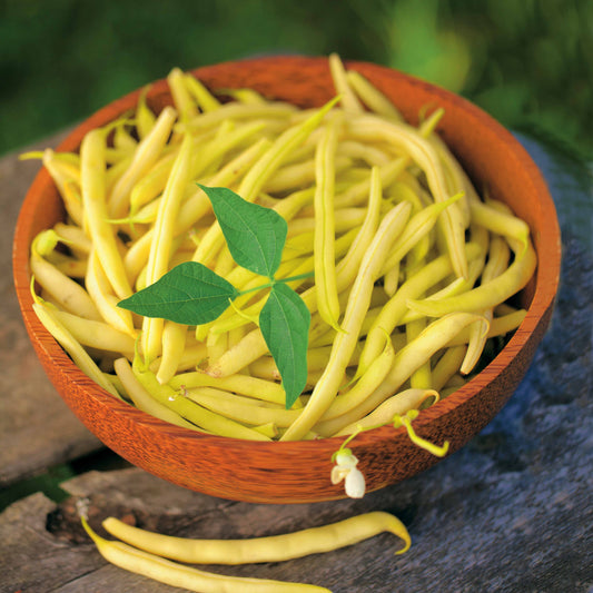 Haricot beurre nain Fructidor - Bakker