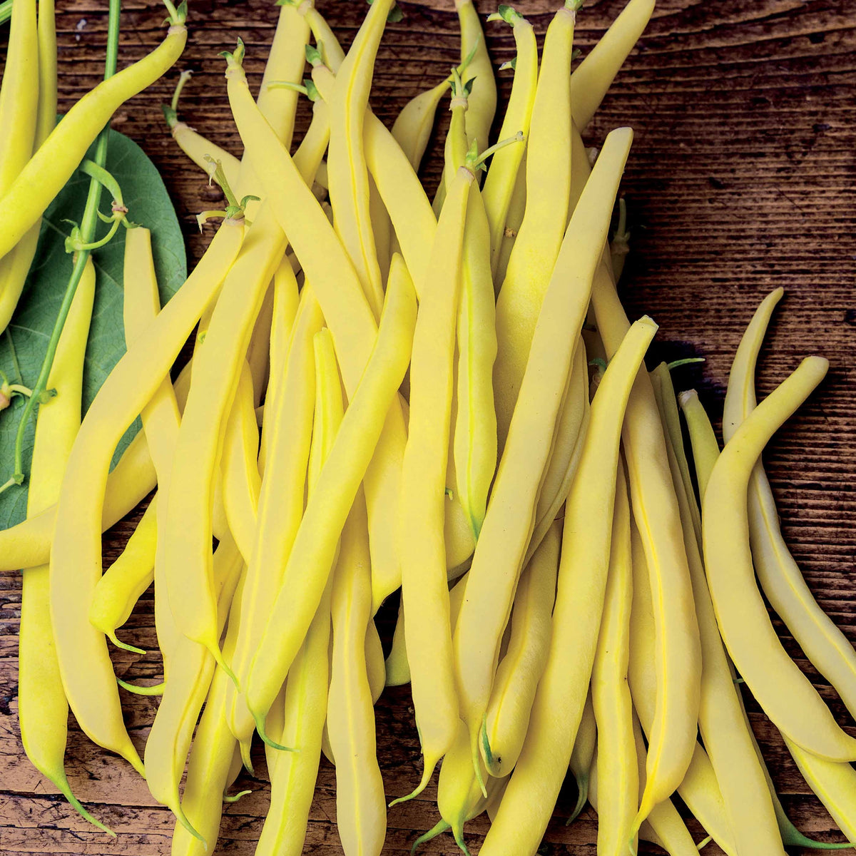 Phaseolus vulgaris de rocquencourt - Haricot nain beurre De Rocquencourt (200 g) - Graines de haricots