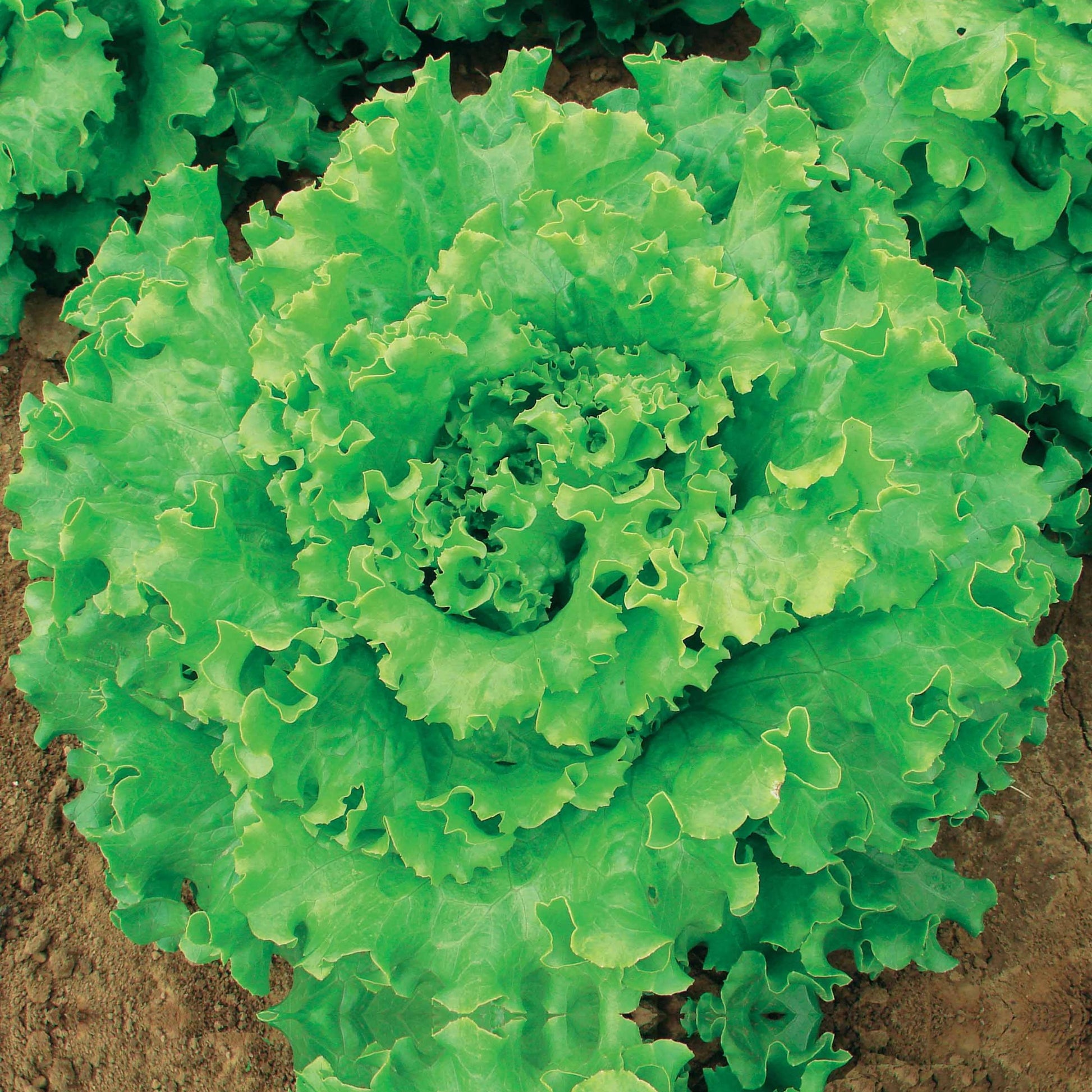 Lactuca sativa capitata florine - Laitue batavia Florine - Graines de salades
