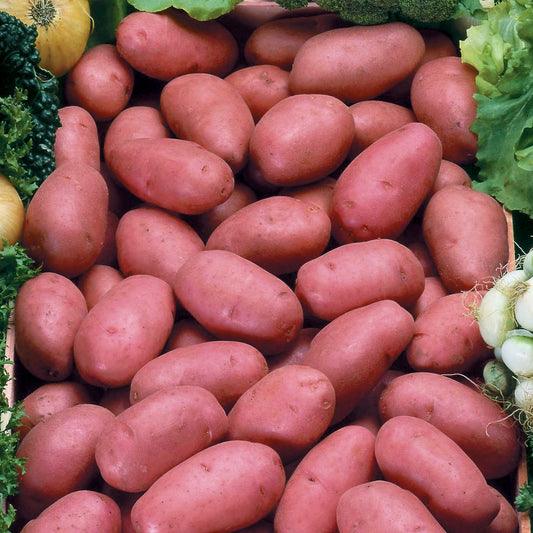 Pomme de terre Rosabelle - Bakker