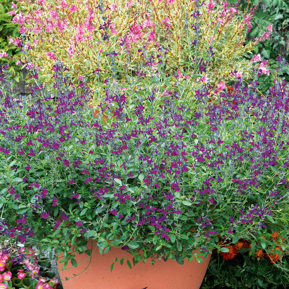 Vente Sauge Violette de Loire ® - Salvia jamensis Violette de Loire ® Barsal